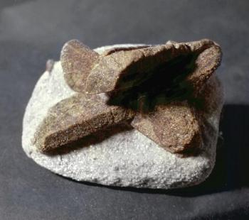 Ставролит (Staurolite)