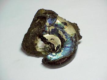 Аммолит или Аммонит  (органика) (Ammolite)