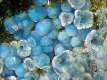 Церулеит (Ceruleite)